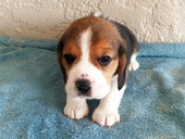 Martina Girl 2 Front 4 weeks